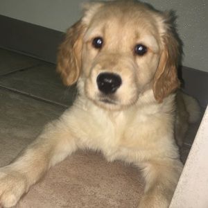 Meet your Posher, Trevor